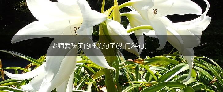 老师爱孩子的唯美句子(热门24句),第1张