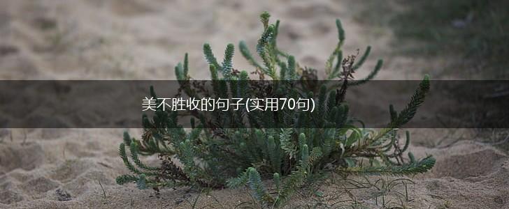 美不胜收的句子(实用70句),第1张