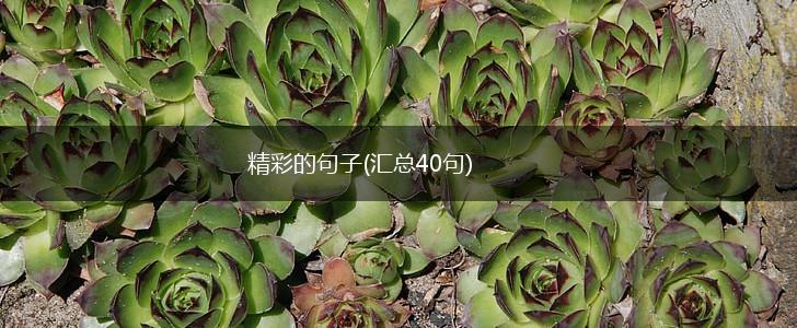 精彩的句子(汇总40句),第1张