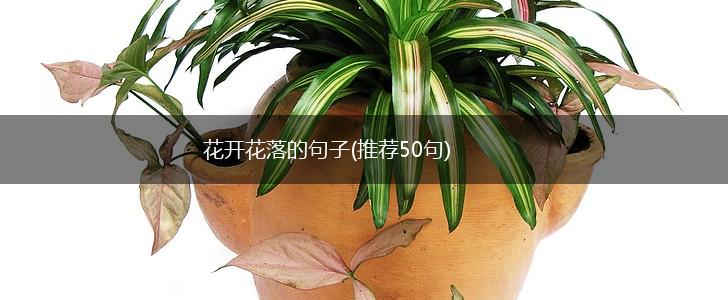 花开花落的句子(推荐50句),第1张