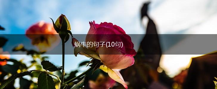 蜗牛的句子(10句),第1张