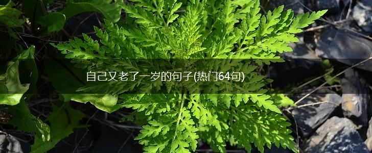 自己又老了一岁的句子(热门64句),第1张