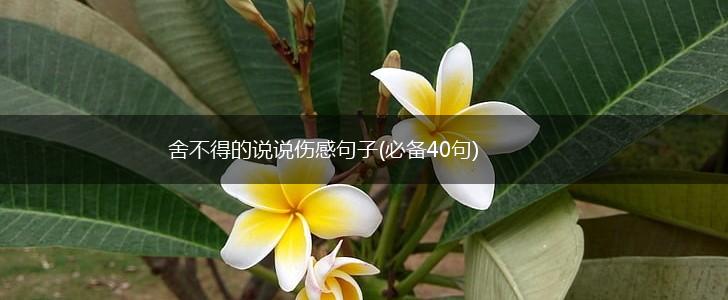 舍不得的说说伤感句子(必备40句),第1张