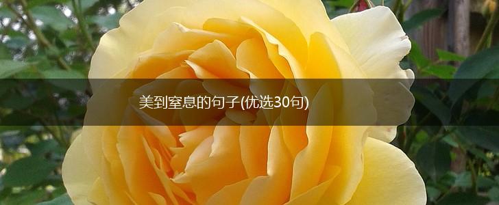 美到窒息的句子(优选30句),第1张