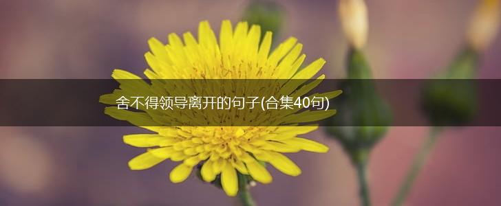 舍不得领导离开的句子(合集40句),第1张