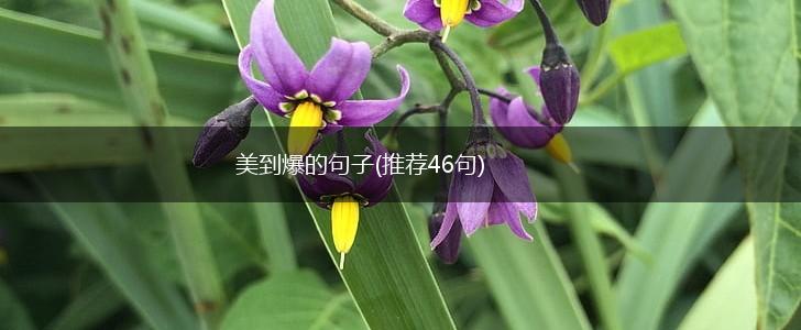 美到爆的句子(推荐46句),第1张