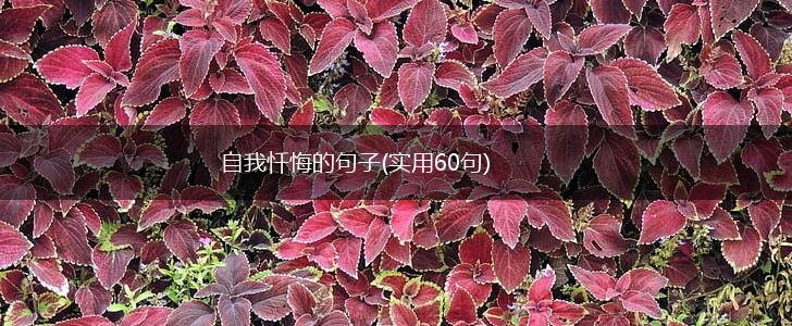 自我忏悔的句子(实用60句),第1张