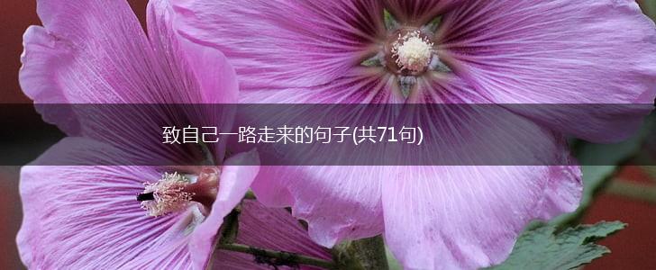 致自己一路走来的句子(共71句),第1张